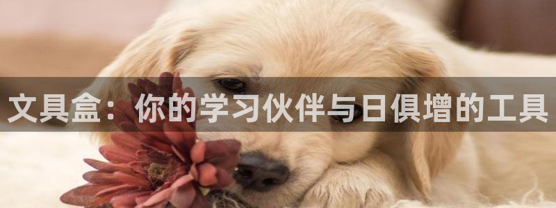彩名堂最新版www：文具盒：你的学习伙伴